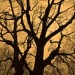 Barren tree